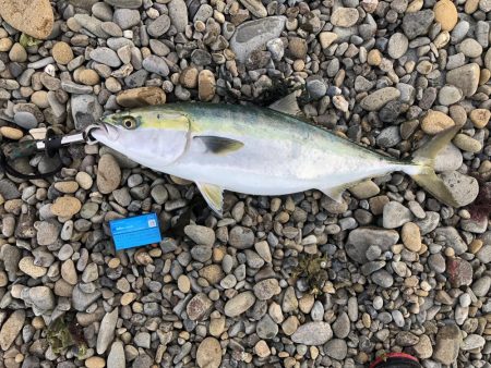 久しぶりのメジロ