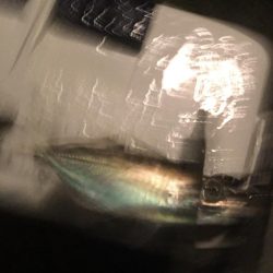 ジグ単De〜霧のアジング