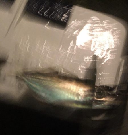 ジグ単De〜霧のアジング