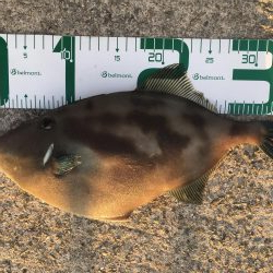 淡路は魚種多彩