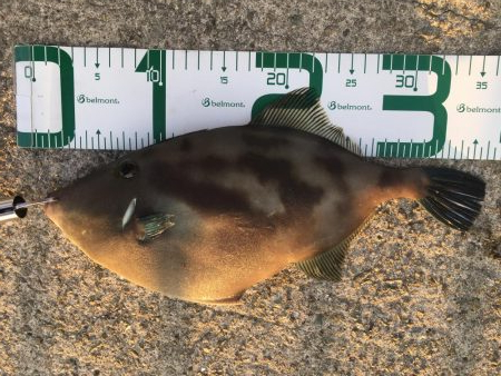 淡路は魚種多彩