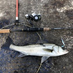 コウイカ釣りたい