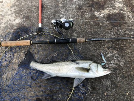 コウイカ釣りたい