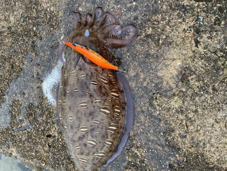 よく走ったのになー