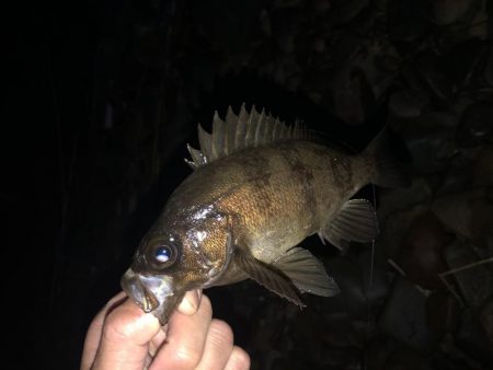 風裏ゴロタフロート