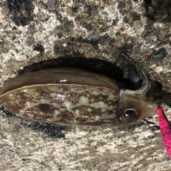 マイクロベイトパターン