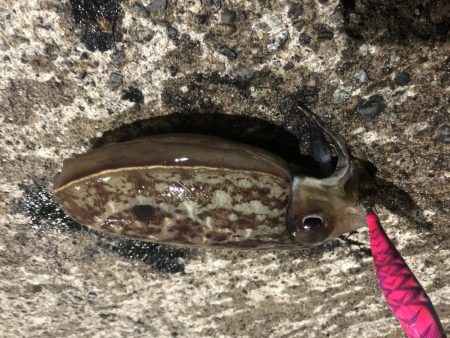 マイクロベイトパターン