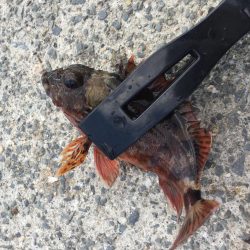 ファミリーフィッシング