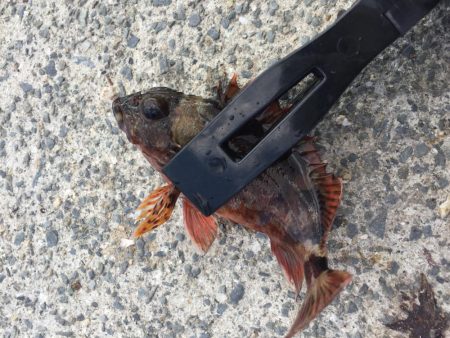 ファミリーフィッシング