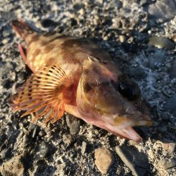 クローワームでディゲーム