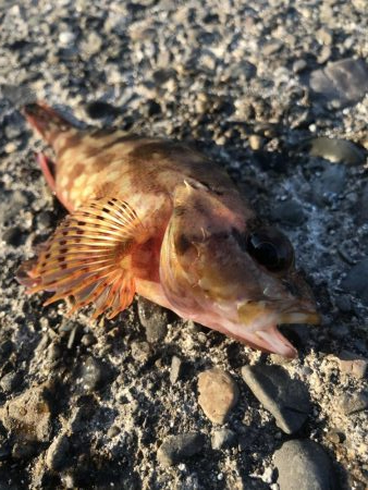 クローワームでディゲーム