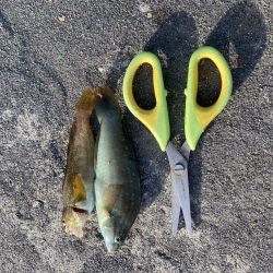 なんとか釣れた