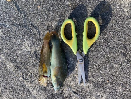 なんとか釣れた