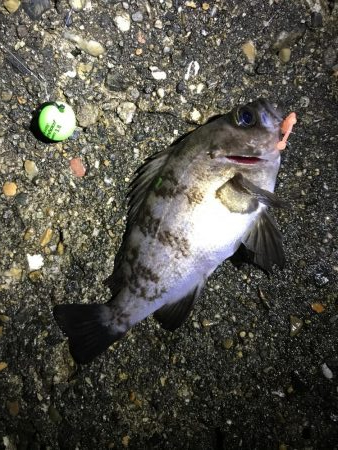 フロートメバリング