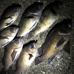 フロートメバリング連日