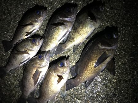 フロートメバリング連日