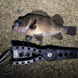 雨天釣行、めば太