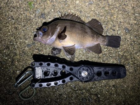 雨天釣行、めば太