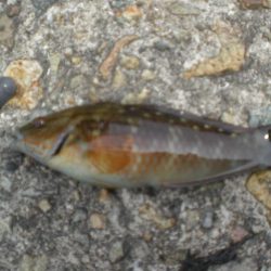 今日もアイナメ