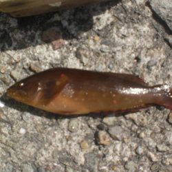 今日もアイナメ