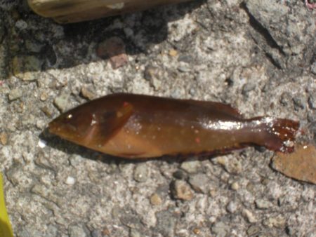 今日もアイナメ