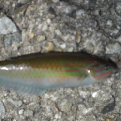 今日もアイナメ