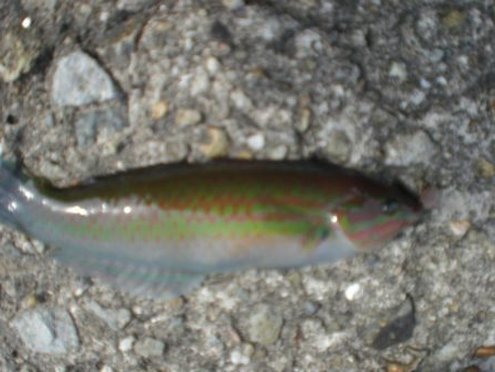 今日もアイナメ