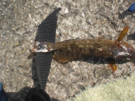 アイナメいた！