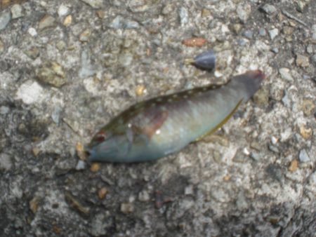 今日もアイナメ