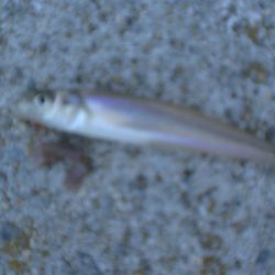 今日は淡路島で