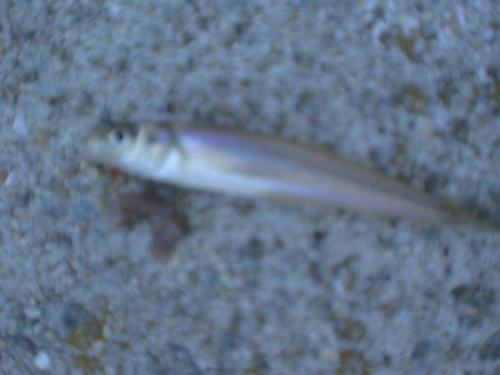 今日は淡路島で