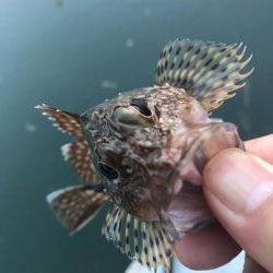 癒しのガッシー2nd