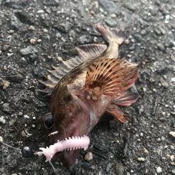 パワーミニイソメで3目GET