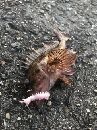 パワーミニイソメで3目GET