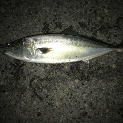 人生初のメジロ ‼︎