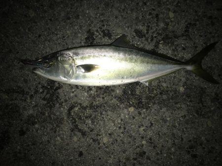 人生初のメジロ ‼︎