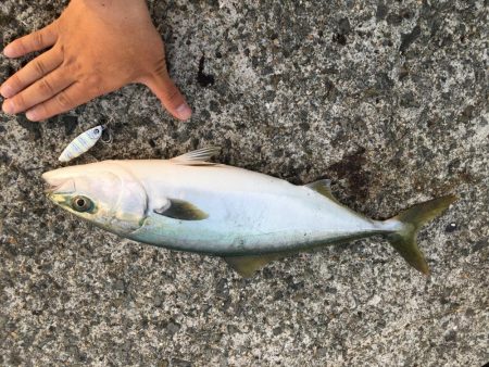 朝イチ省エネ釣行╰(*´︶`*)╯