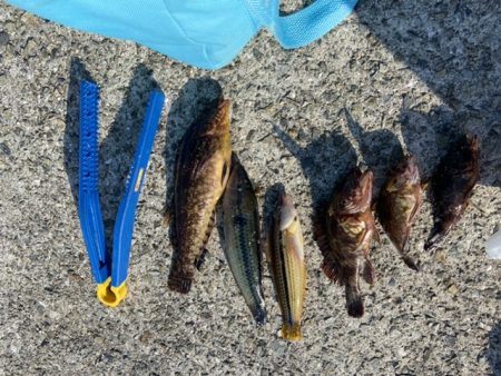 20センチアイナメ