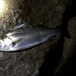 バチ抜け狙いで、、、