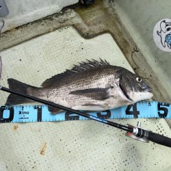 チヌ釣り