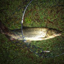 バチ抜けマルタウグイ