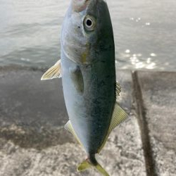 西宮ケーソン、メジロ上がりました