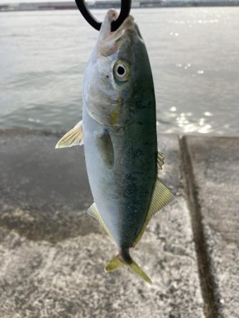 西宮ケーソン、メジロ上がりました