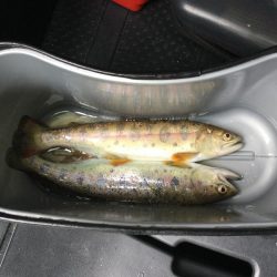 雨の中の渓流釣り