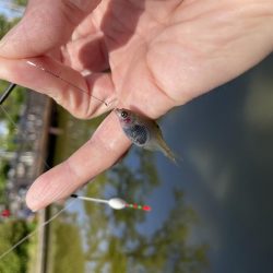 久宝寺　タナゴ釣り