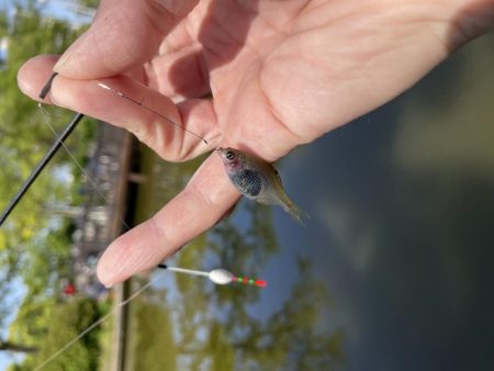 久宝寺　タナゴ釣り