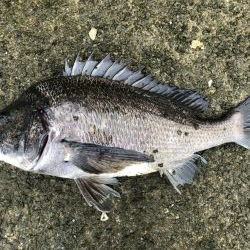 イチノ兄弟、釣果！