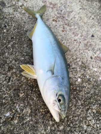 小型青物回遊中