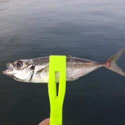 釣れそうで釣れない！