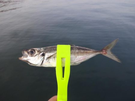 釣れそうで釣れない！